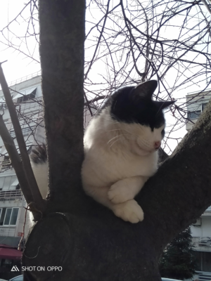 ağaçtaki kedi / 10340